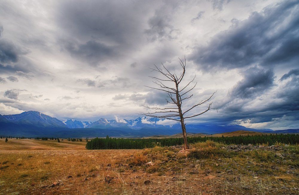 Спящее дерево в горах