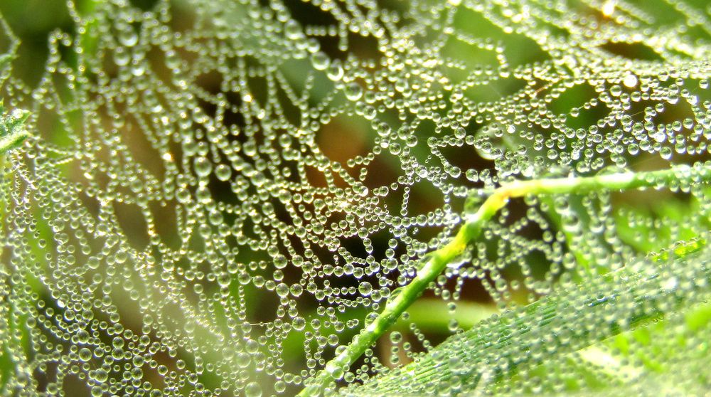 Капельное море