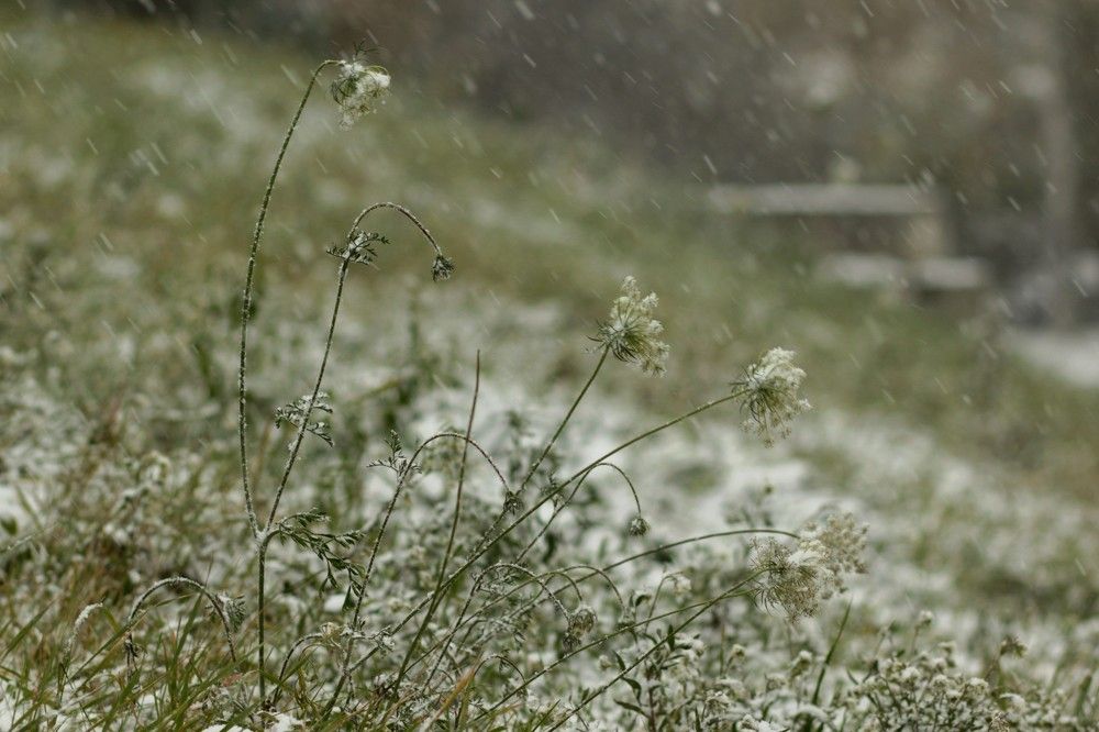 Первый снег