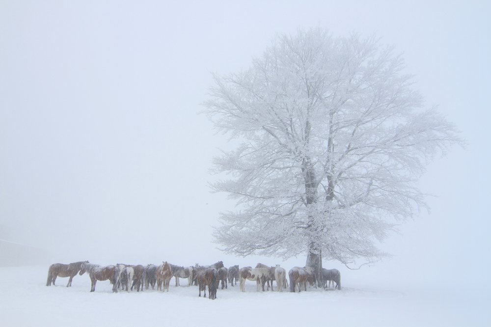 Winter horses