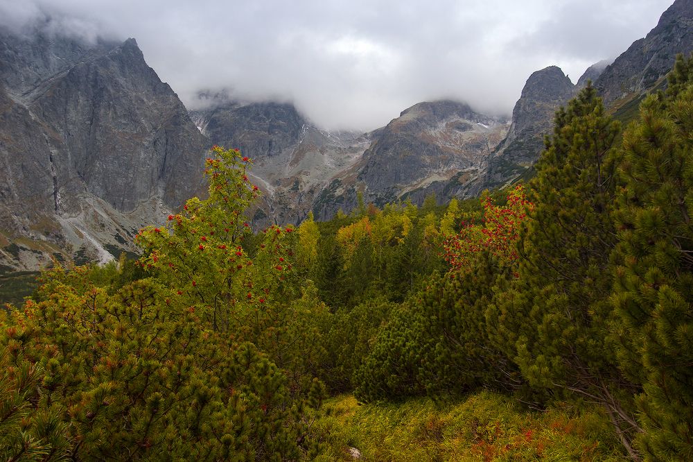 Лесная тропа