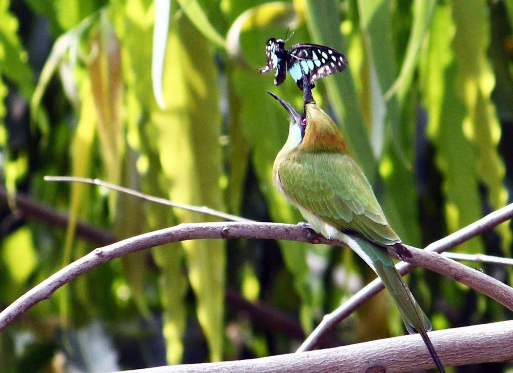 GREEN BEE EATER TOSSING PREY
