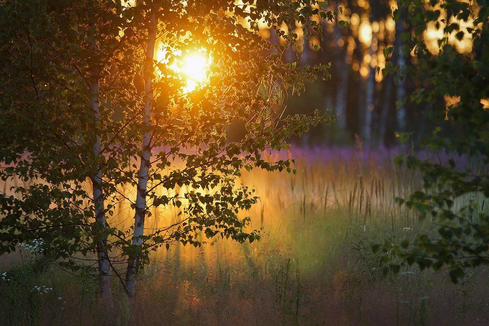 В лучах заката