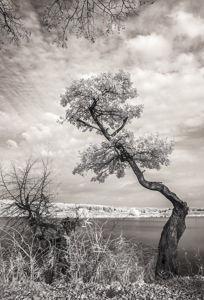 Японский мотив