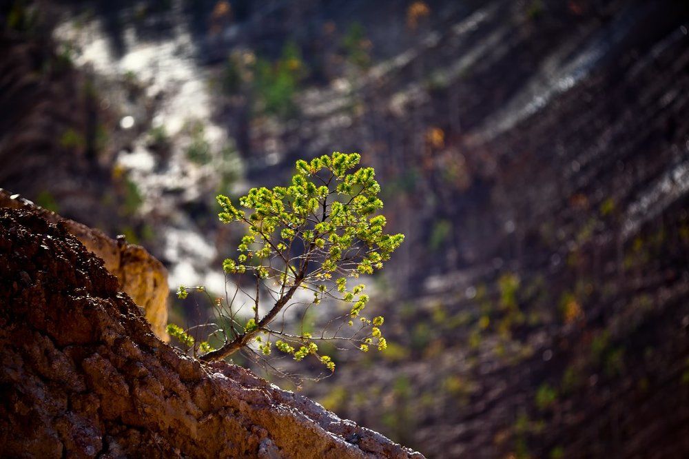 И на камнях растут деревья...