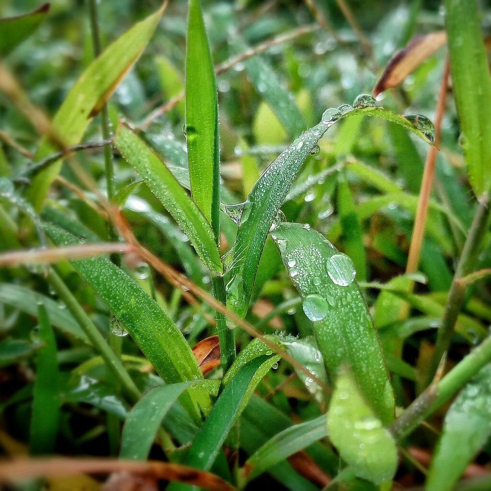 Dew