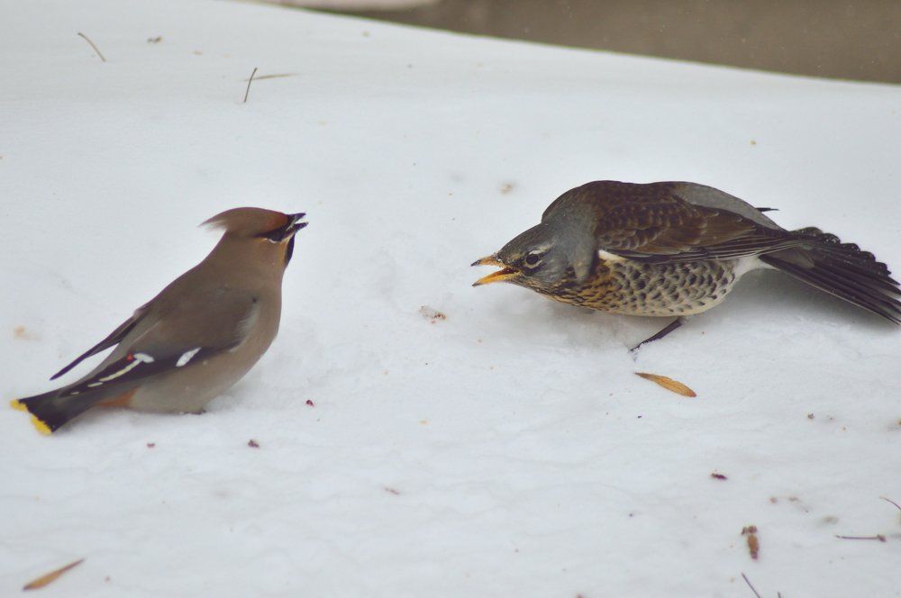Повтори что ты сказал?!