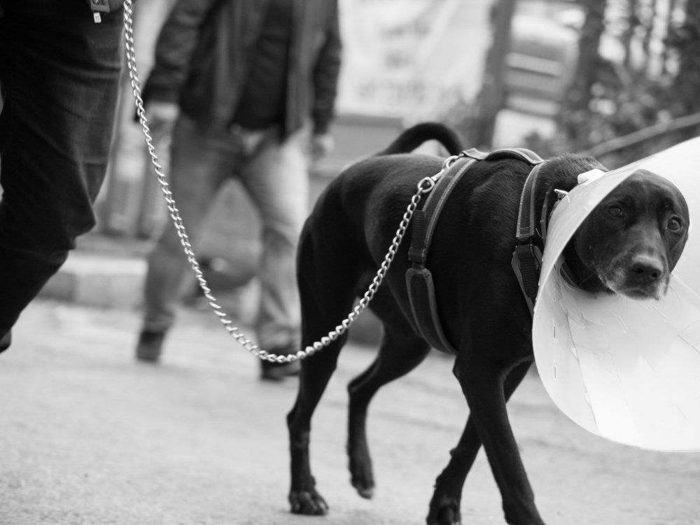 Sad dog
