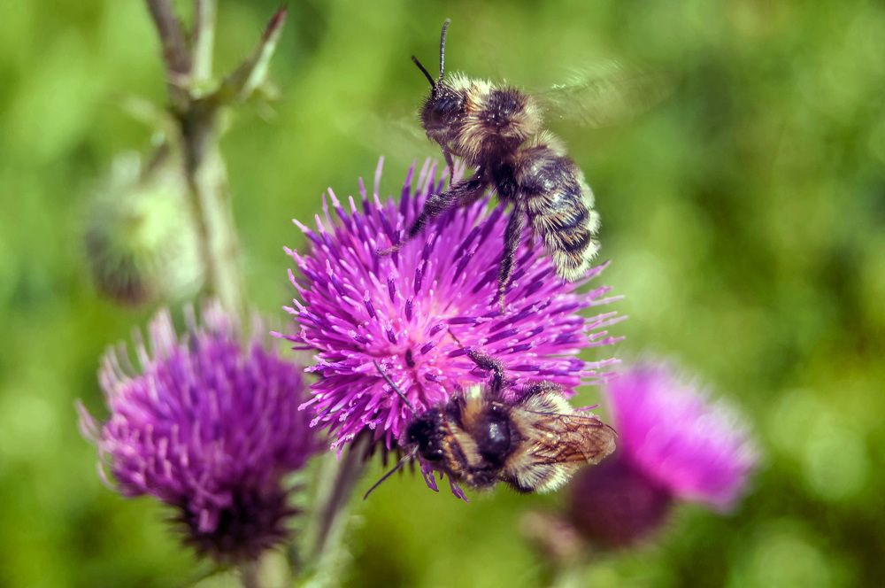 Полет шмеля