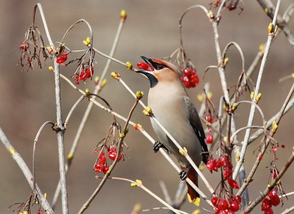 Вкусная калина