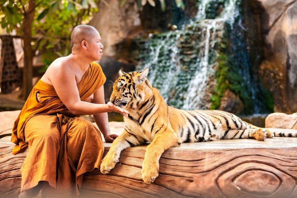 Buddhist monk and the Tiger