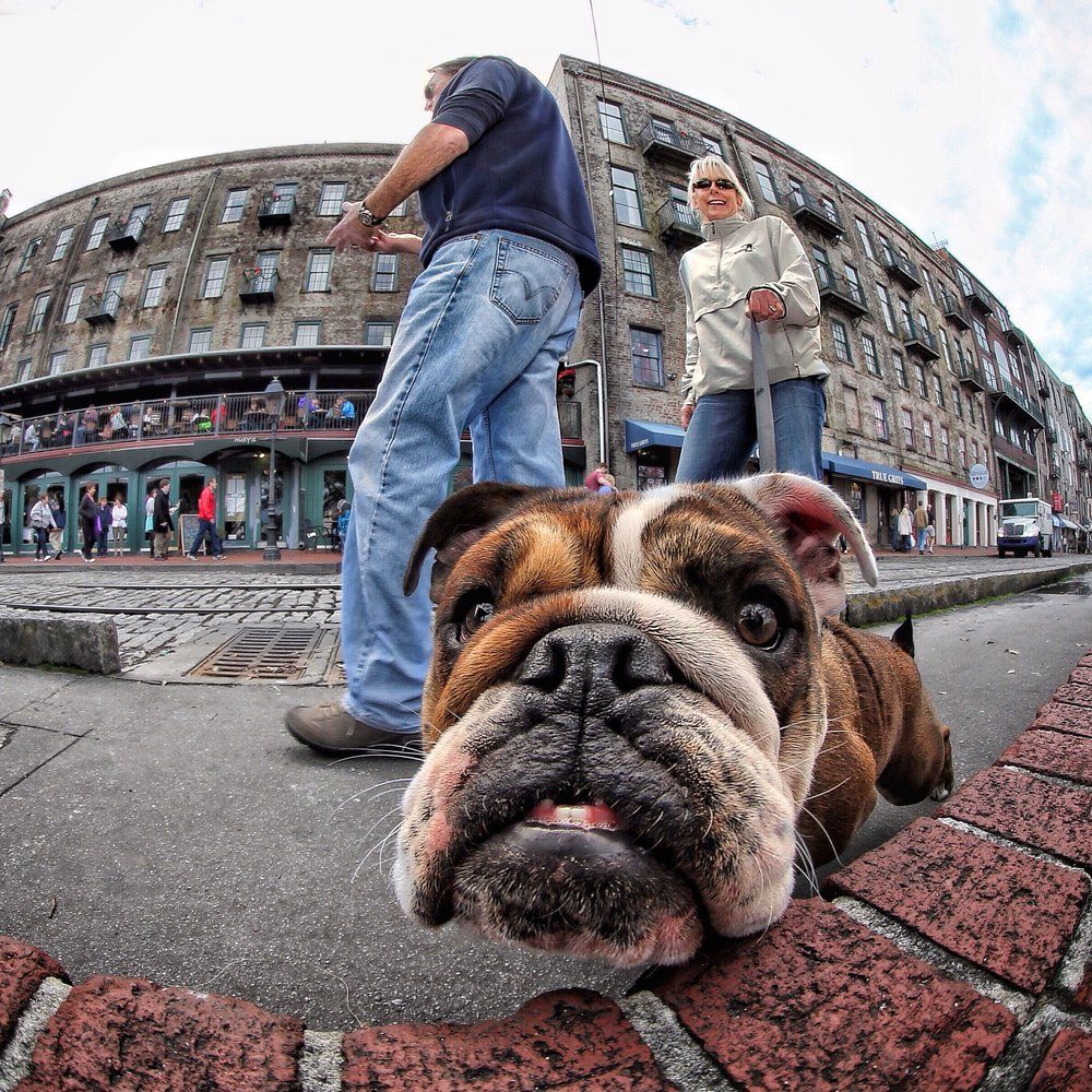 Dog Eye vs Fish Eye