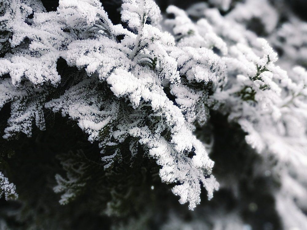 Ветер и туман