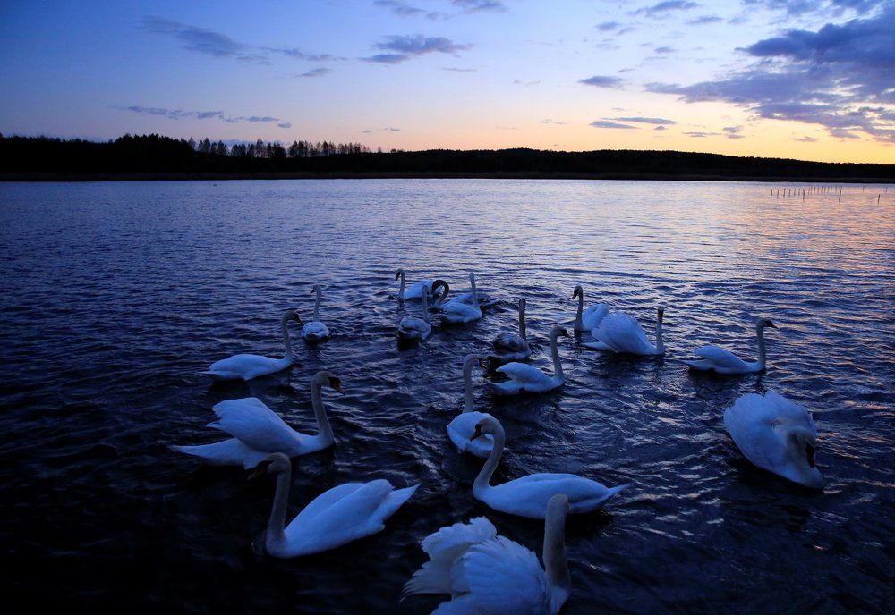 Лебединый закат