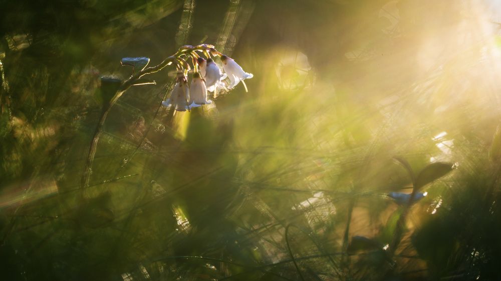 Краски жизни