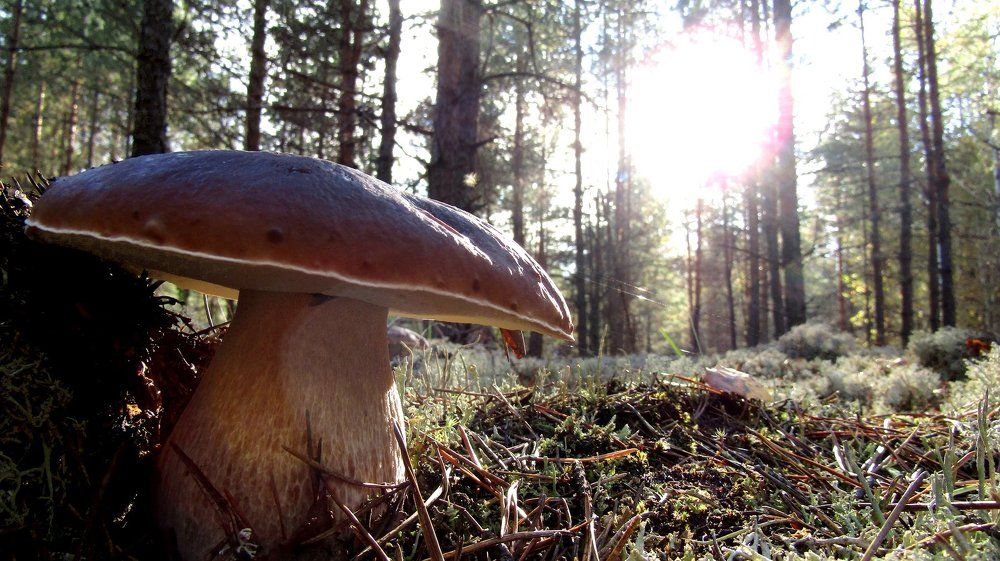 Хозяин леса