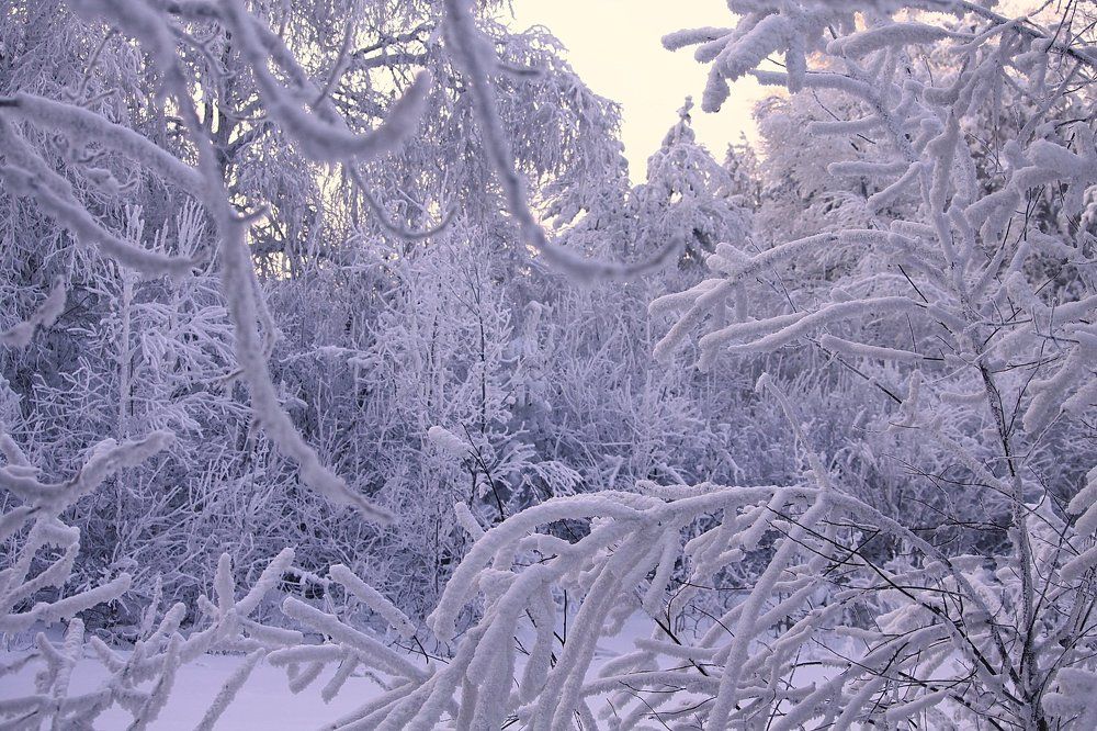 Сказка зимнего леса