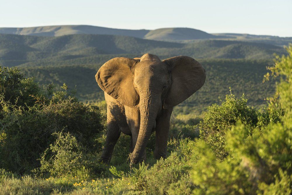 Голод и аппетит