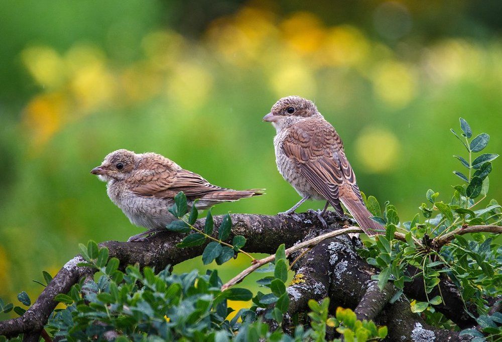 Молодые жуланы