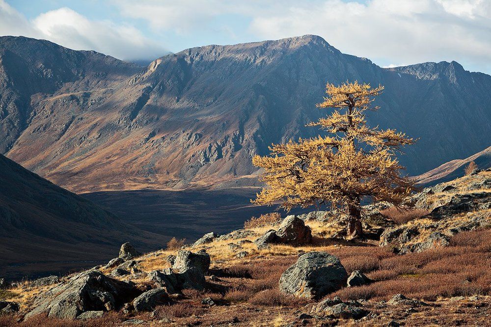 Старая лиственница.