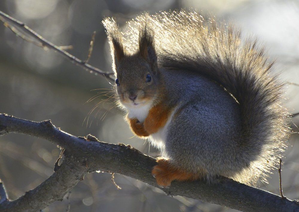 Когда жар-птица может отдохнуть...