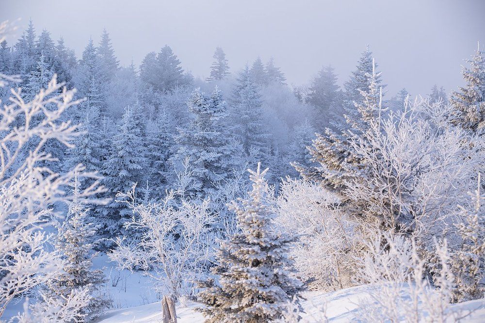 Зимняя сказка