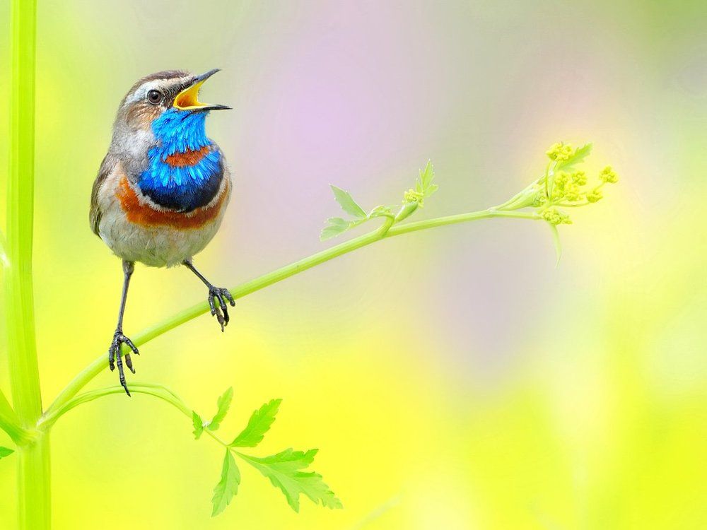 Летние напевы