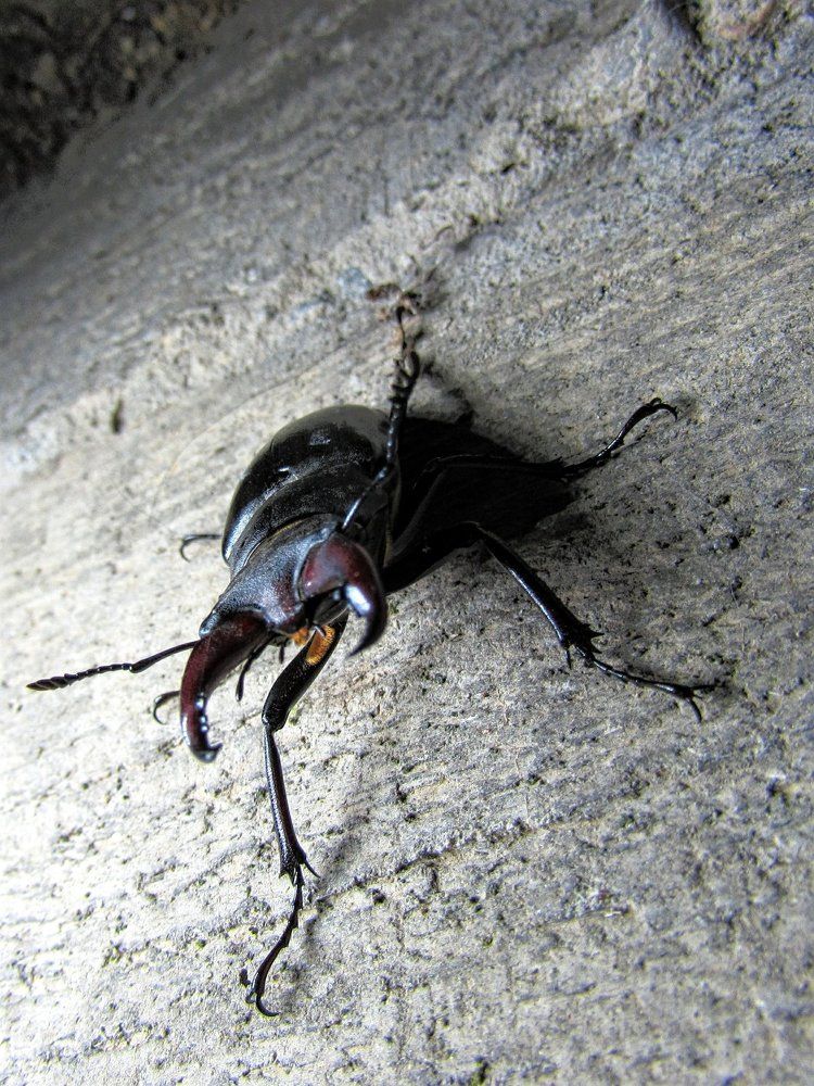 Beetle!