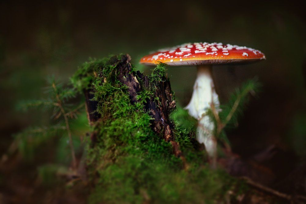 Синьор-Мухомор