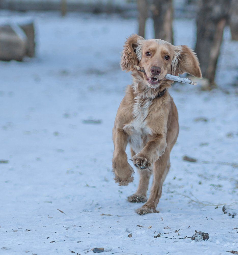 Преданный друг