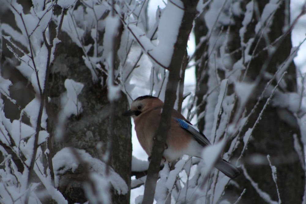 зимние птицы