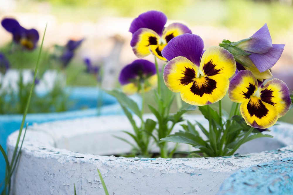 Анютины глазки