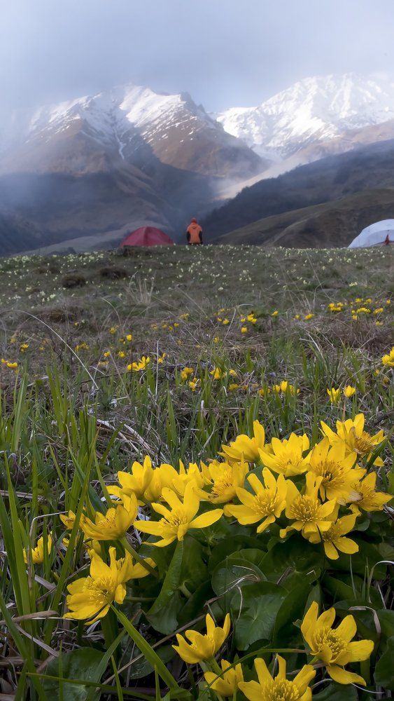 Цветастые склоны Скалистых гор
