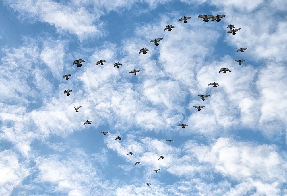 любовь и голуби.