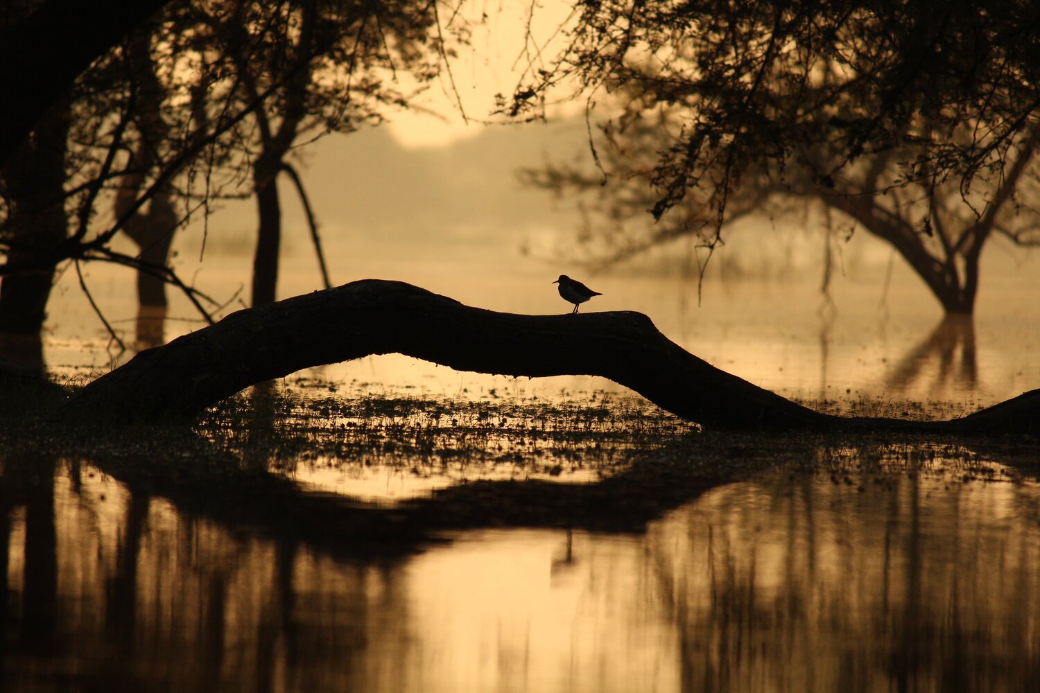 Morning yoga