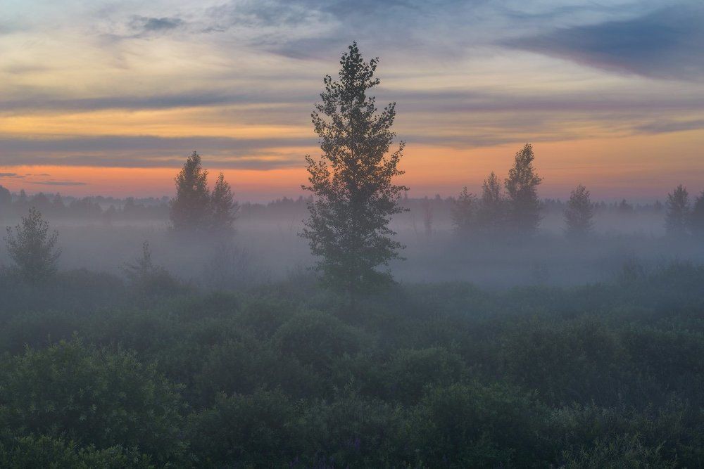 Туманные сумерки