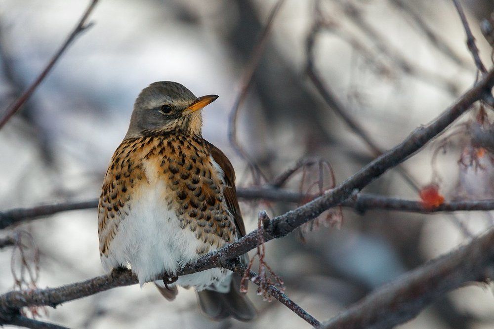 Дрозд рябинник...