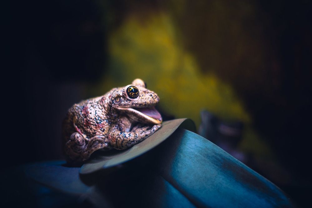 Лягушиный принц