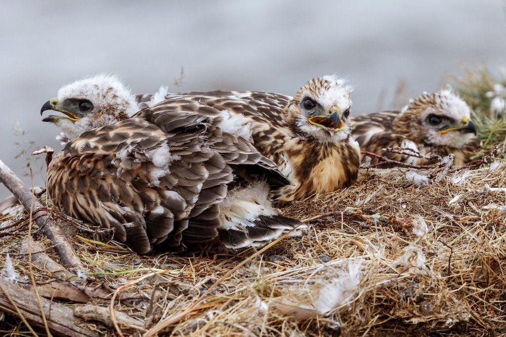 Отцы и дети. Мохноногий канюк (зимняк)