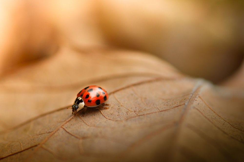 Беги, крошка, беги