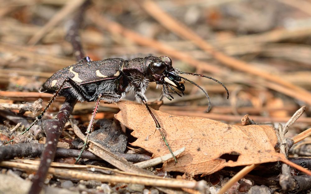 Чёрный ловелас