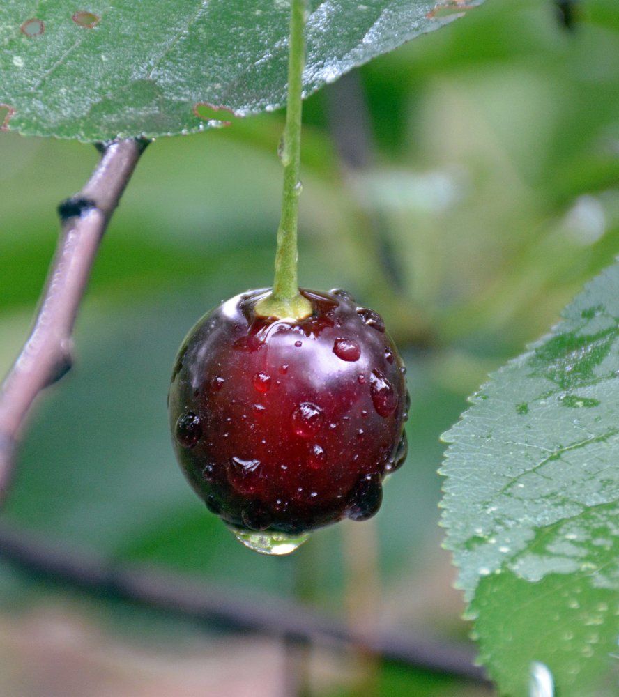 Вишенка после настоящего дождя
