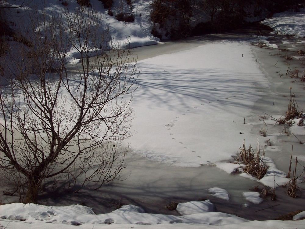 Замръзнало блато