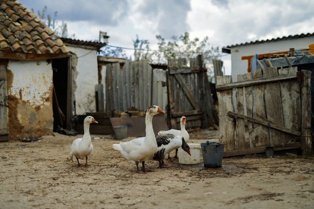 Деревенские гуси