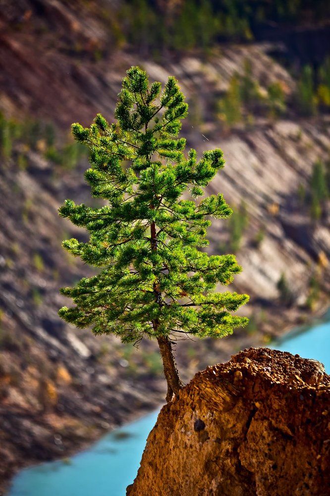 И на камнях растут деревья...