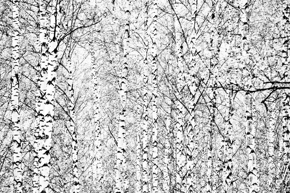 Страна березового ситца