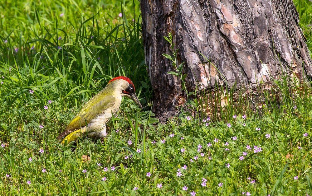 Зелёный дятел.