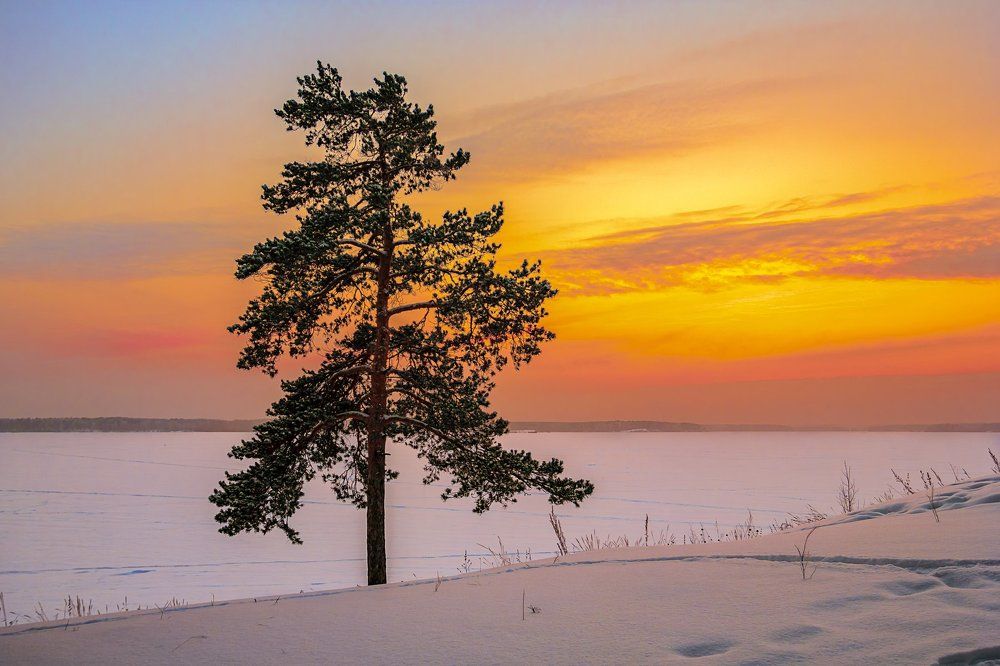 Сосна на обрыве