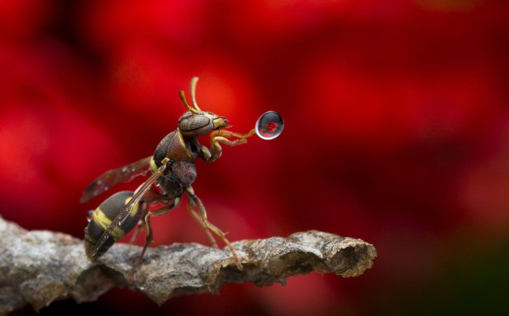 Wasp Blowing Water Bubble 170217B