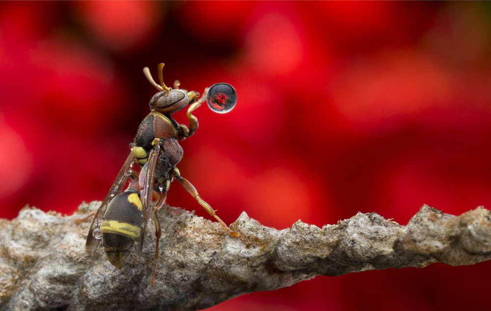 Wasp Blowing Water Bubble 170217A